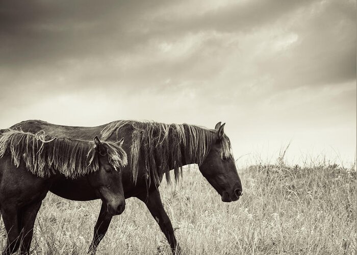 Horse Greeting Card featuring the photograph Sable Island Horses by Jewelsy