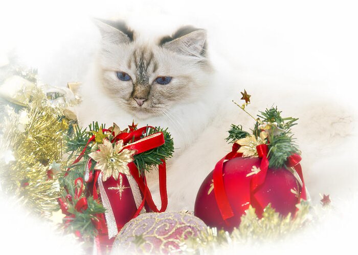 Felidae Greeting Card featuring the photograph Sacred Cat of Burma CHRISTMAS TIME II by Melanie Viola