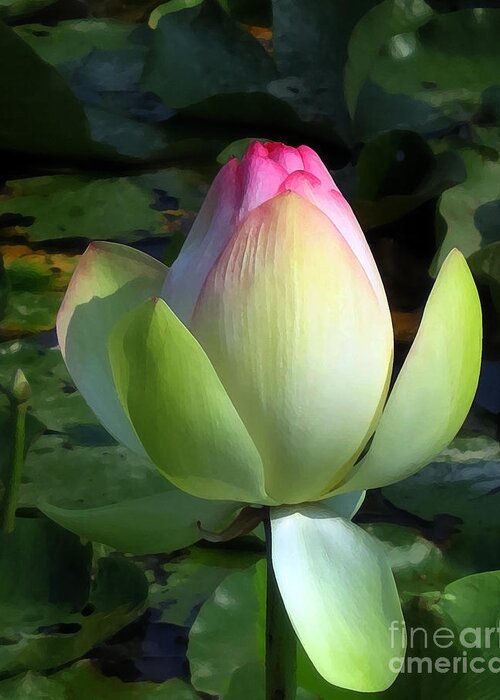 Lotus Greeting Card featuring the photograph Sacred Tulip Lotus by Patricia Januszkiewicz