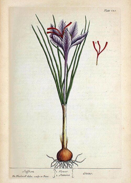 Saffron Greeting Card featuring the photograph Saffron Plant by National Library Of Medicine
