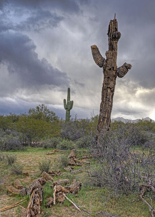 Landscape Greeting Card featuring the photograph Saguaro Ending by Darlene Bushue