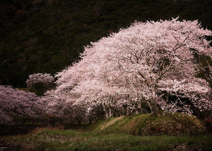 Scenics Greeting Card featuring the photograph Sakura In The Spotlight by Seiji Nakai