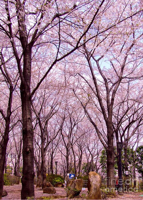 Sakura Tree Greeting Card featuring the photograph Sakura tree by Andrea Anderegg