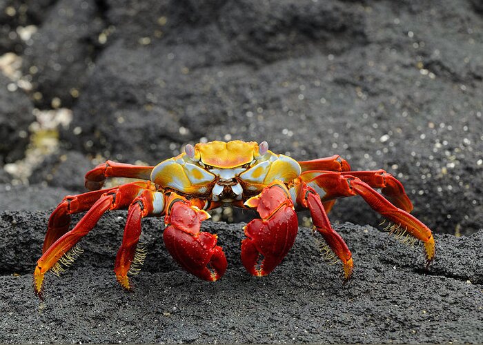 Flpa Greeting Card featuring the photograph Sally Lightfoot Crab On Lava Rock by Malcolm Schuyl