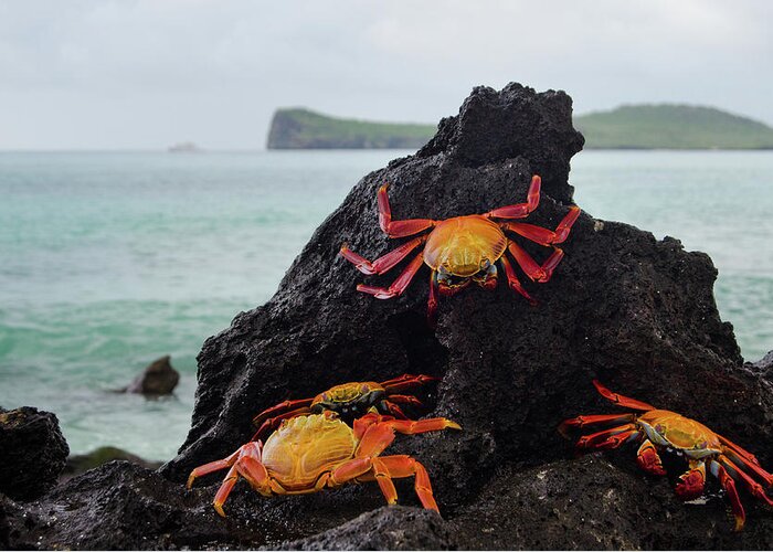 Espanola Island Greeting Card featuring the photograph Sally-lightfoot Crabs by Pearl Vas