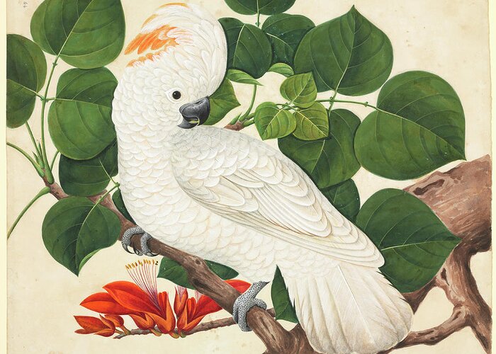 1774-1856 Greeting Card featuring the photograph Salmon-crested Cockatoo by Natural History Museum, London