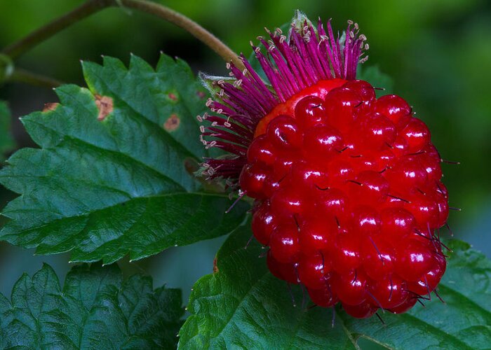 Berry Greeting Card featuring the photograph Salmonberry by Michael Russell