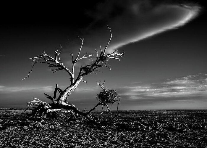 Tree Greeting Card featuring the photograph Salton Sea Sculpture by Rob Darby