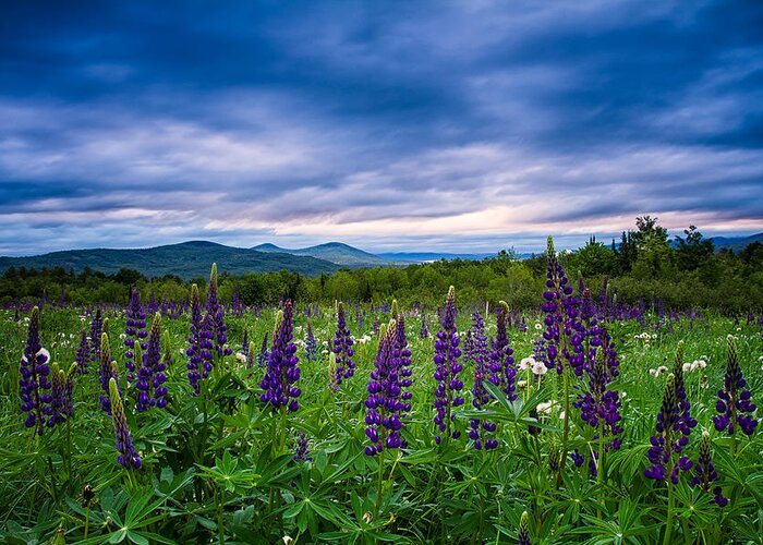 Sugar Hill New Hampshire Greeting Card featuring the photograph Sampler Field Lupine by Jeff Sinon