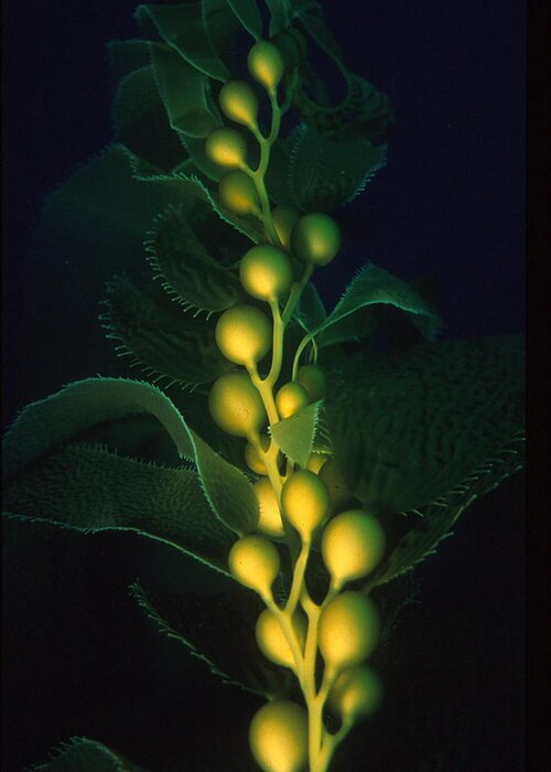 Kelp Seaweed Underwater Water Ocean san Diego Green Dark Luminous Drifting Yellow Greeting Card featuring the photograph San Diego Kelp Bed by Diane Hotz by California Coastal Commission