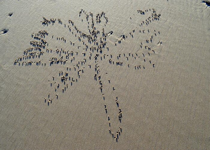 Beach Greeting Card featuring the photograph Natures Art - Dragonfly Sand Pattern by Jeremy Hall