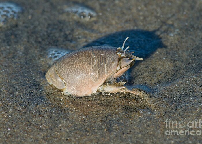 Pacific Sand Crab Greeting Card featuring the photograph Sand Crab Or Mole Crab by Anthony Mercieca