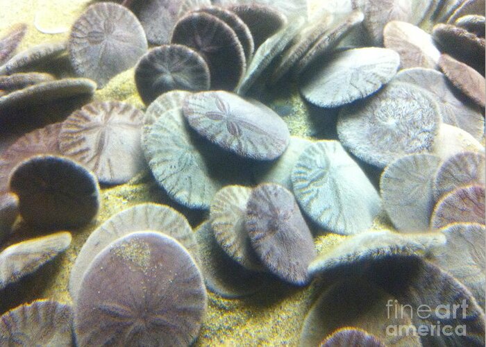 Sand Dollars Greeting Card featuring the photograph Sand Dollars by Mark Messenger