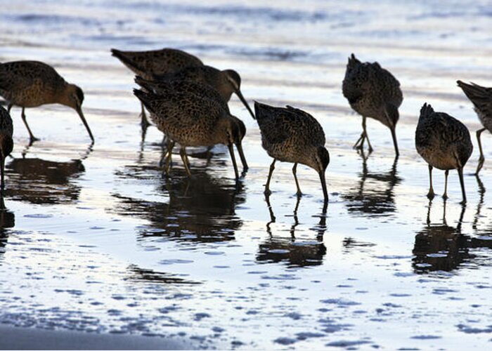 Sand Piper Greeting Card featuring the photograph Sand Pipers Reflected by Josh Bryant