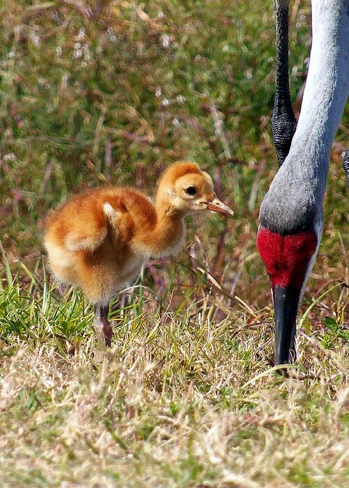 Crane Greeting Card featuring the photograph Sandhill Crane and chick 000 by Christopher Mercer