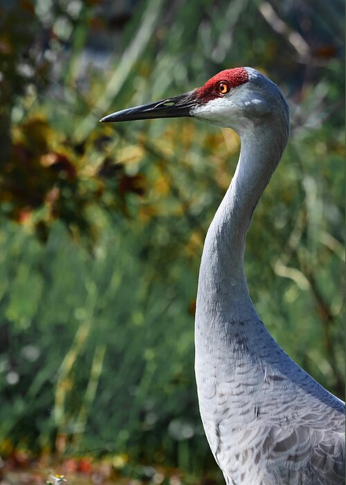 Crane Greeting Card featuring the photograph Sandhill Crane Profile by DigiArt Diaries by Vicky B Fuller
