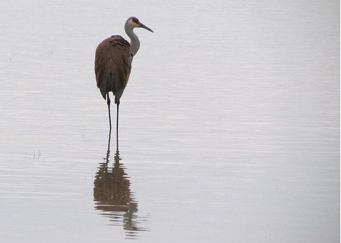 Sandhill Crane Greeting Card featuring the photograph Sandhill Crane Reflection by David T Wilkinson