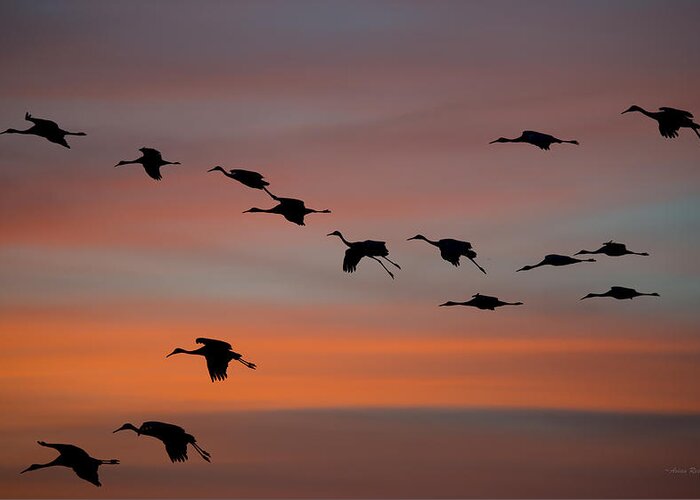 Sandhill Greeting Card featuring the photograph Sandhill Cranes Landing at Sunset by Avian Resources