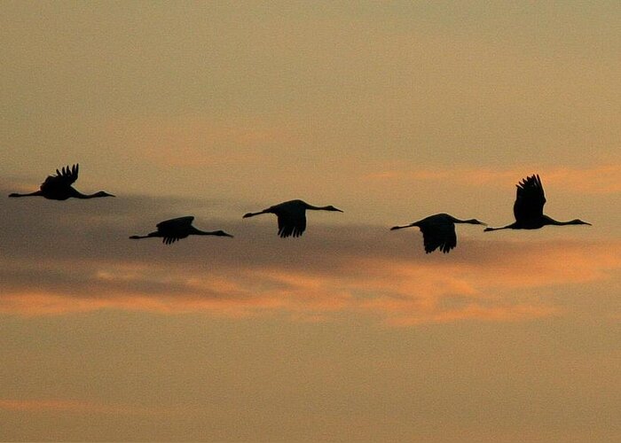 Sandhill Cranes Greeting Card featuring the photograph Sandhill Cranes Over Horicon Marsh by John Dart