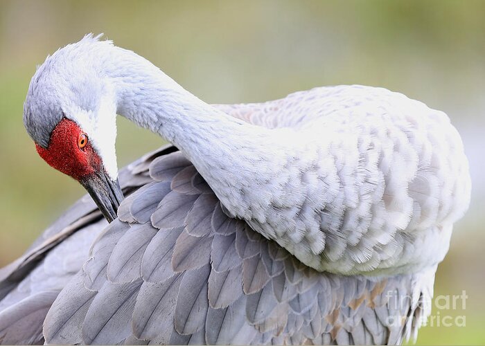 Sandhill Greeting Card featuring the photograph Sandhill Preening in Green by Carol Groenen