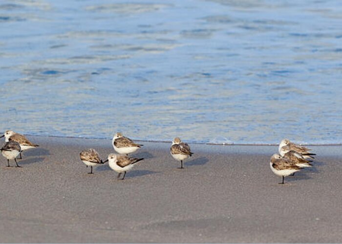 Sandpiper Siesta Greeting Card featuring the photograph Sandpiper Siesta by Michelle Constantine