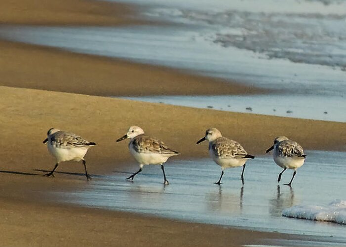 Nature Greeting Card featuring the photograph Sandpipers by Robert Mitchell