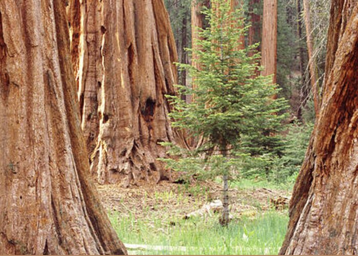 Photography Greeting Card featuring the photograph Sapling Among Full Grown Sequoias by Panoramic Images