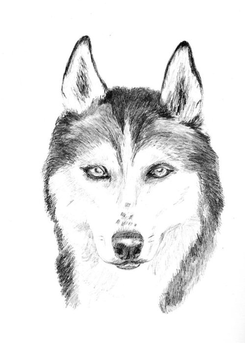 Siberian Husky Greeting Card featuring the drawing Sasha by Jane Baribeau