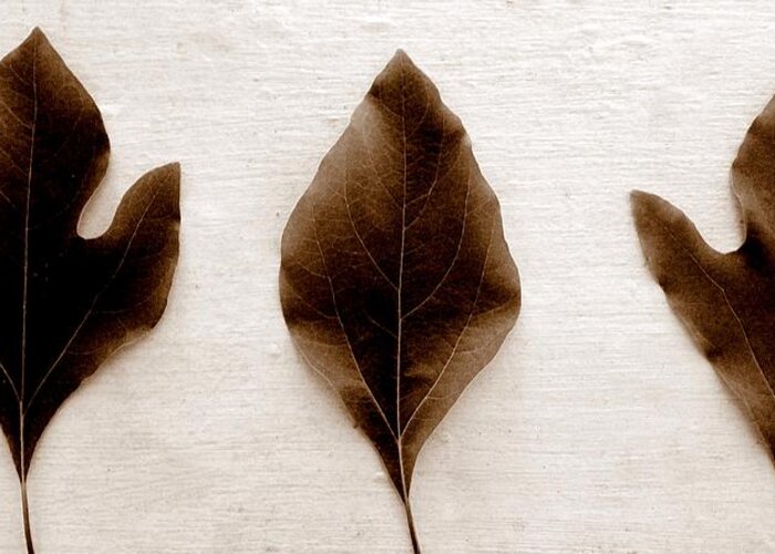 Sassafras Leaf Greeting Card featuring the photograph Sassafras Leaves in Sepia by Michelle Calkins