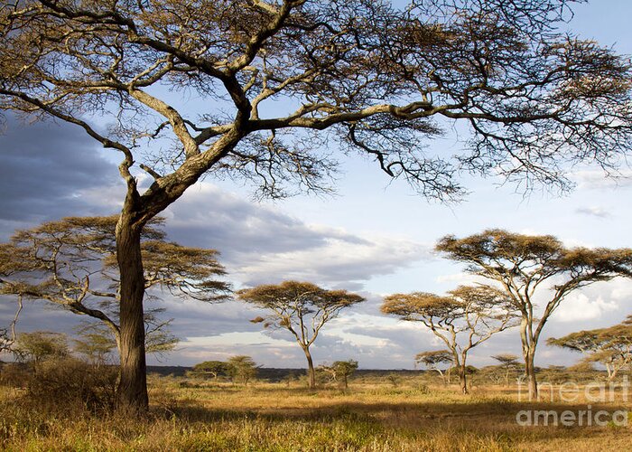 Acacia Greeting Card featuring the photograph Savanna Acacia Trees by Chris Scroggins