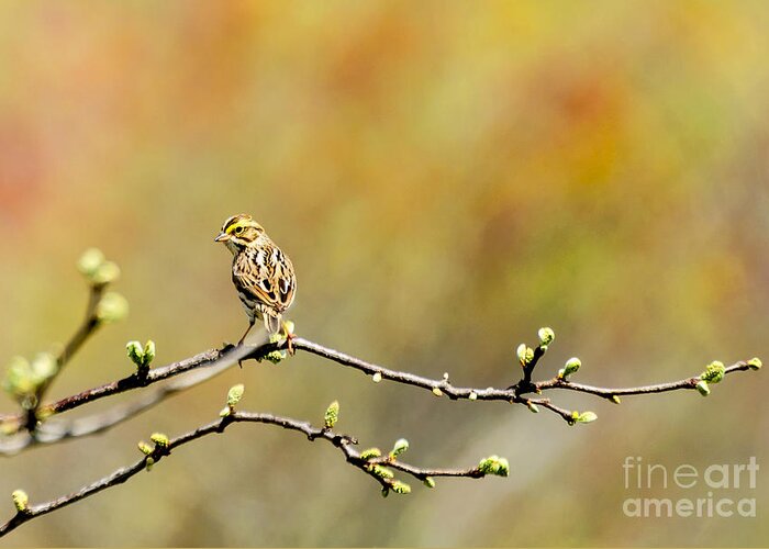 Savannah Sparrow Greeting Card featuring the photograph Savannah Sparrow Impression by Ilene Hoffman