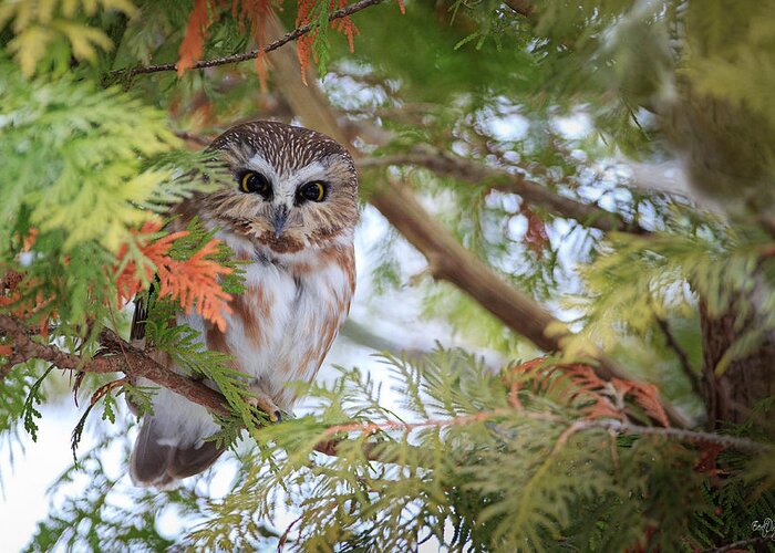 Saw-whet Owl Greeting Card featuring the photograph Saw-Whet Owl by Everet Regal