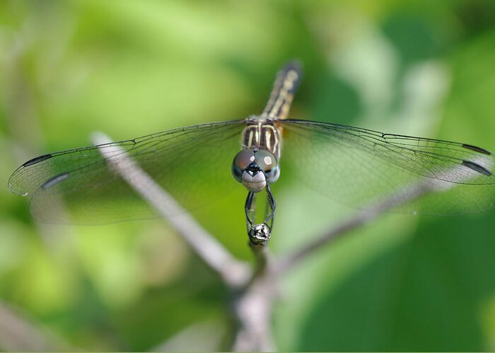 Dragonfly Greeting Card featuring the photograph Say Cheese by Greg Graham