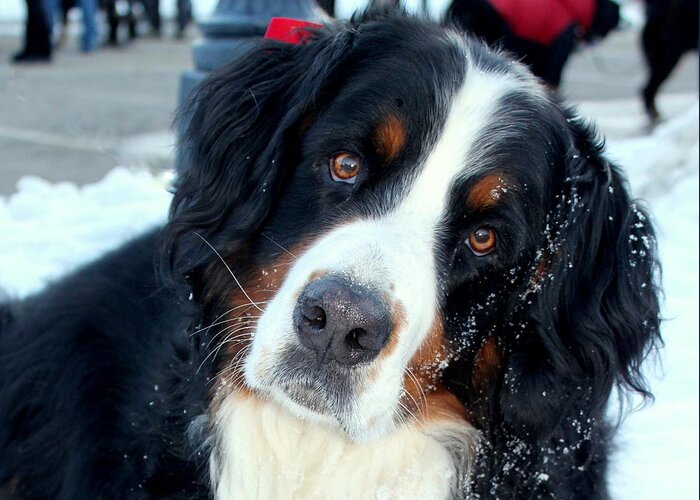 Bernese Mountain Dog Greeting Card featuring the photograph You Said You Love Me by Fiona Kennard