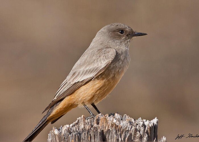Animal Greeting Card featuring the photograph Say's Phoebe on a Fence Post by Jeff Goulden