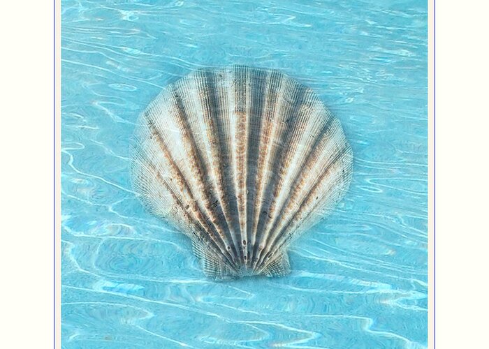 Beach Greeting Card featuring the photograph Scallop Underwater by Linda Olsen