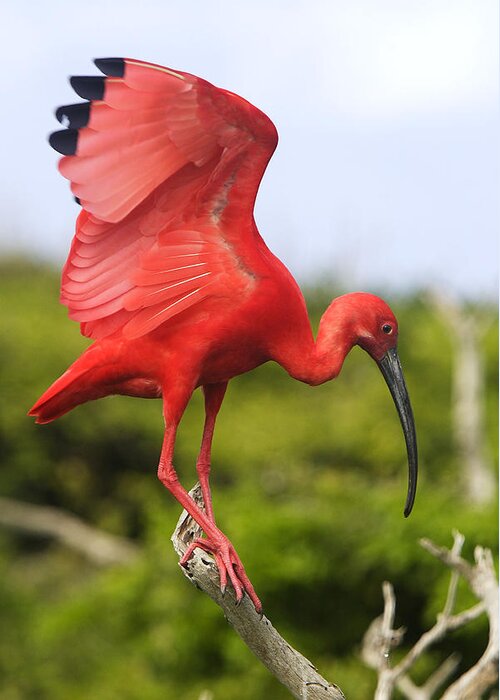 Scarlet Ibis Greeting Card featuring the photograph Scarlet Ibis by M. Watson