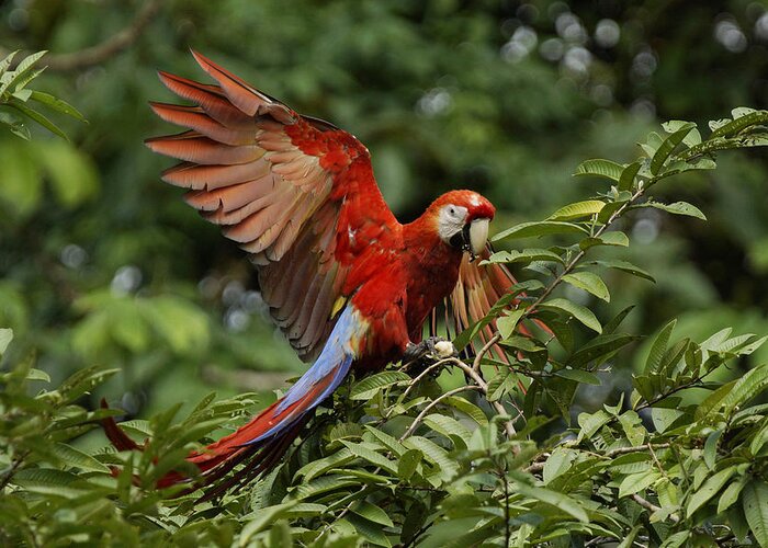 Feb0514 Greeting Card featuring the photograph Scarlet Macaw Costa Rica by Hiroya Minakuchi