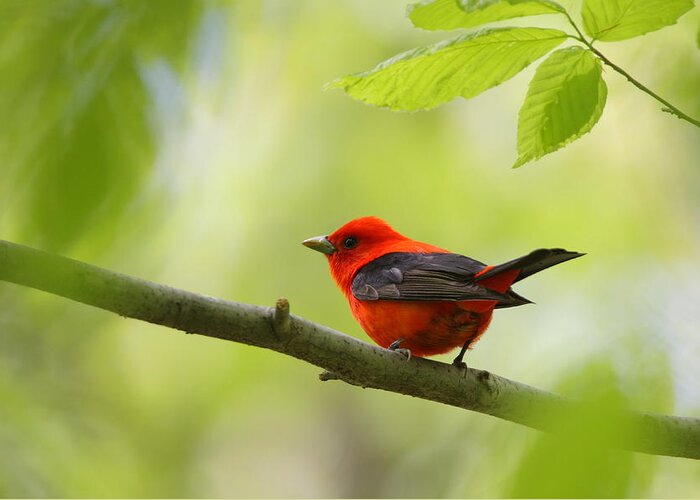 Tanager Greeting Card featuring the photograph Scarlet Tanager by Bruce J Robinson