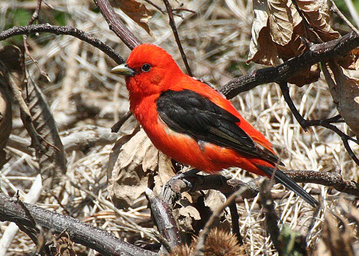 Wildlife Greeting Card featuring the photograph Scarlet Tanager by William Selander