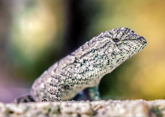 America Greeting Card featuring the photograph Sceloporus undulatus by Rob Sellers