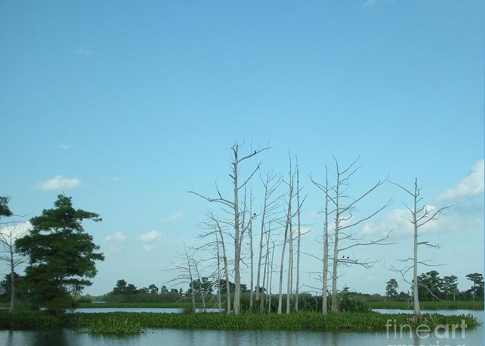 Cypress Trees Greeting Card featuring the photograph Scenic Swamp Cypress Trees by Joseph Baril