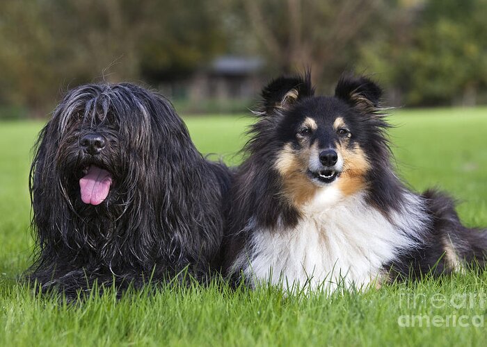 Dog Greeting Card featuring the photograph Schapendoes And Sheltie by Johan De Meester