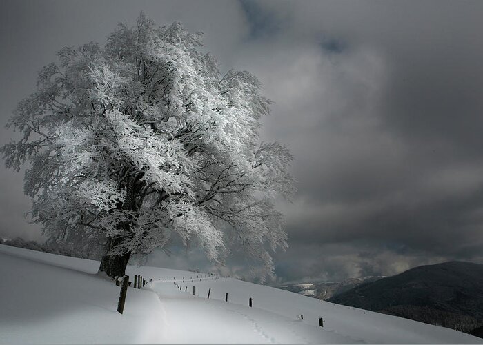 Winter Greeting Card featuring the photograph Schneeweg by Nicolas Schumacher