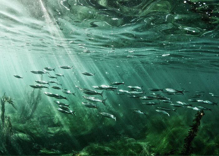 Underwater Greeting Card featuring the photograph School Of Fish Swim In The Pacific Ocean by Ashleywiley