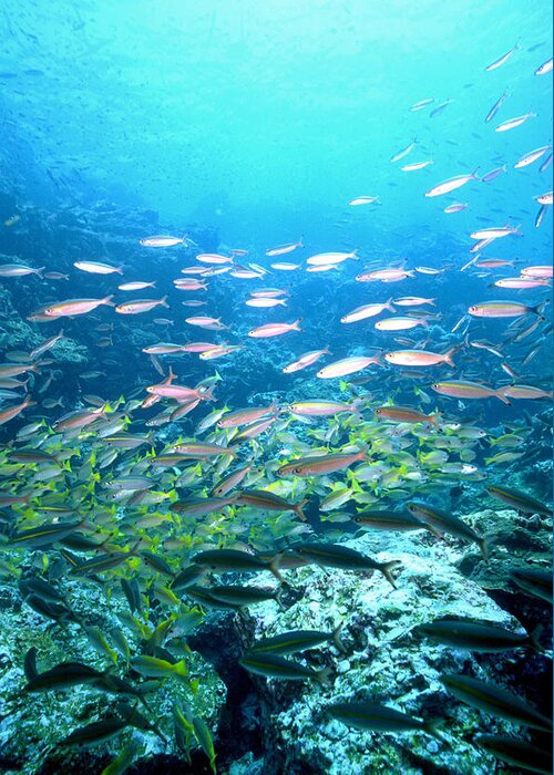 Andaman Greeting Card featuring the photograph Schools Of Fish by Greg Ochocki