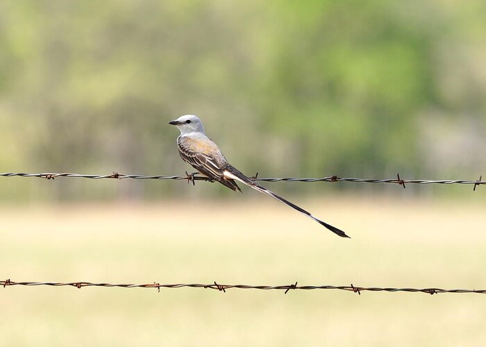 Flycatcher Greeting Card featuring the photograph Scissor-tailed Flycatcher by Frank Madia