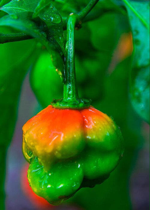 Jamaica Greeting Card featuring the photograph Scotch Bonnet by Kenroy Rhoden