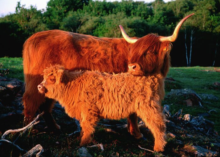 Shadow Greeting Card featuring the photograph Scottish Highland Cattle Cow With Calf by Anders Blomqvist