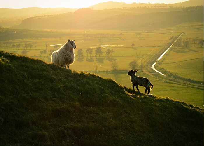 Agriculture Greeting Card featuring the photograph Scottish Sheep and Lamb by Mr Doomits